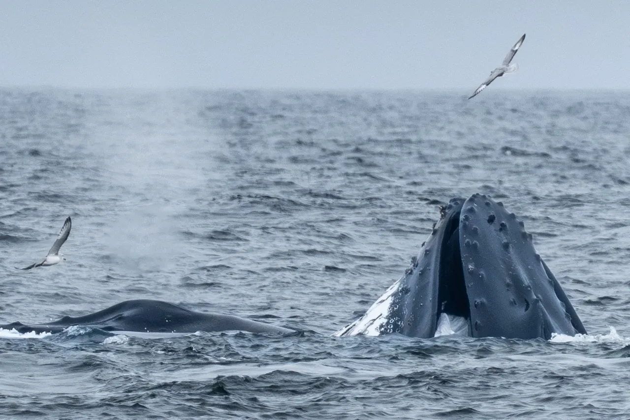 Marine life in the Drake Passage