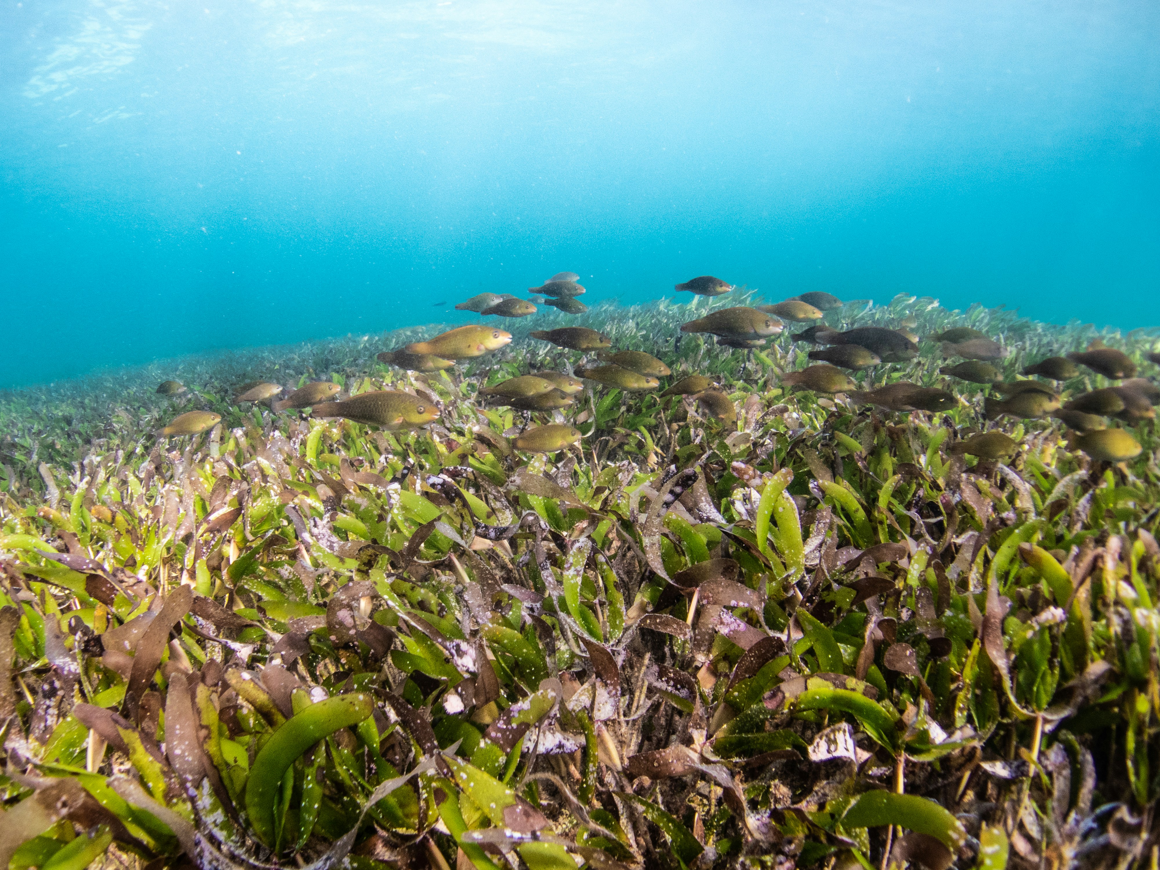 Fish schools in a seagrass meadow