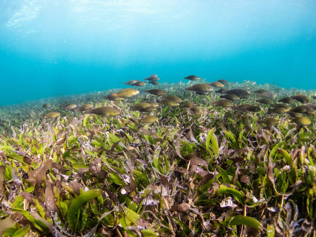Fish schools in a seagrass meadow