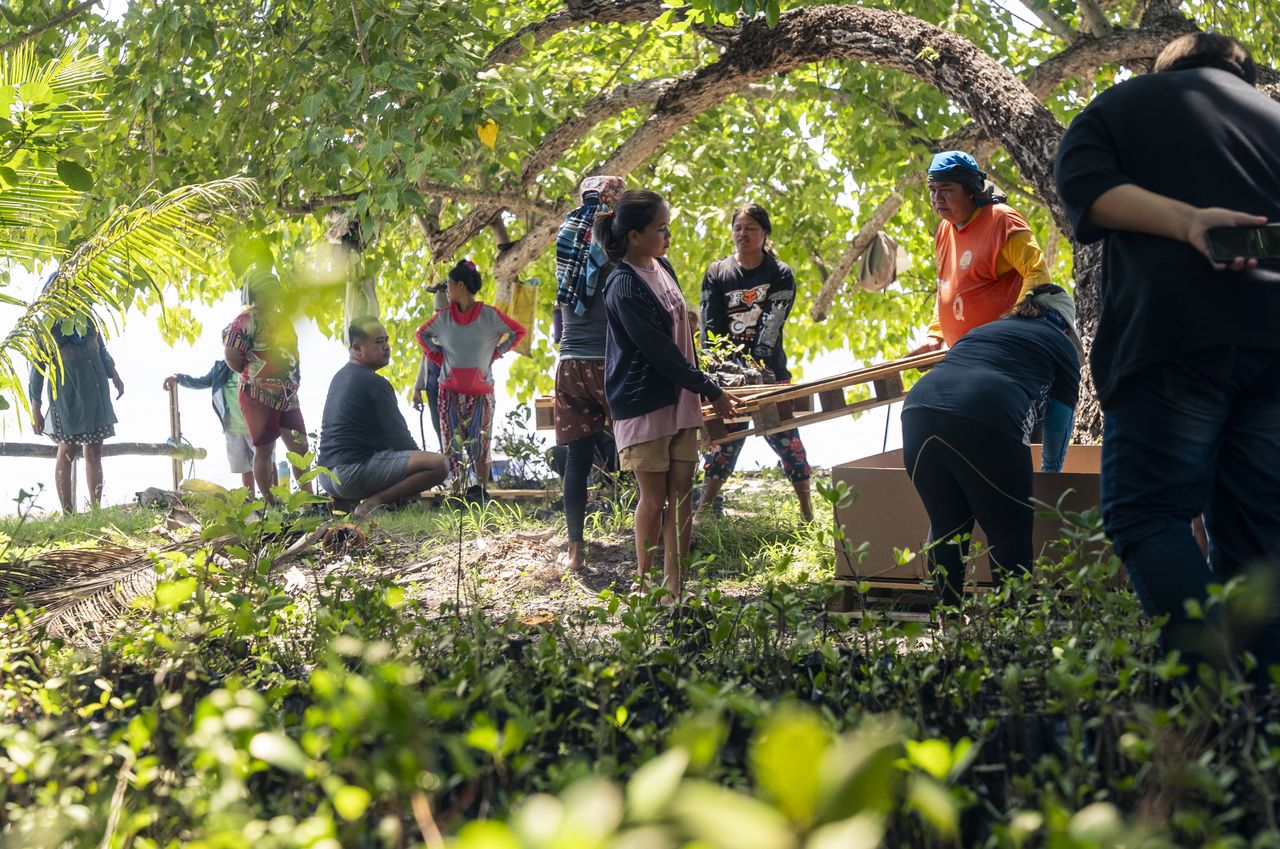 The community planting in the Malizia Mangrove Park