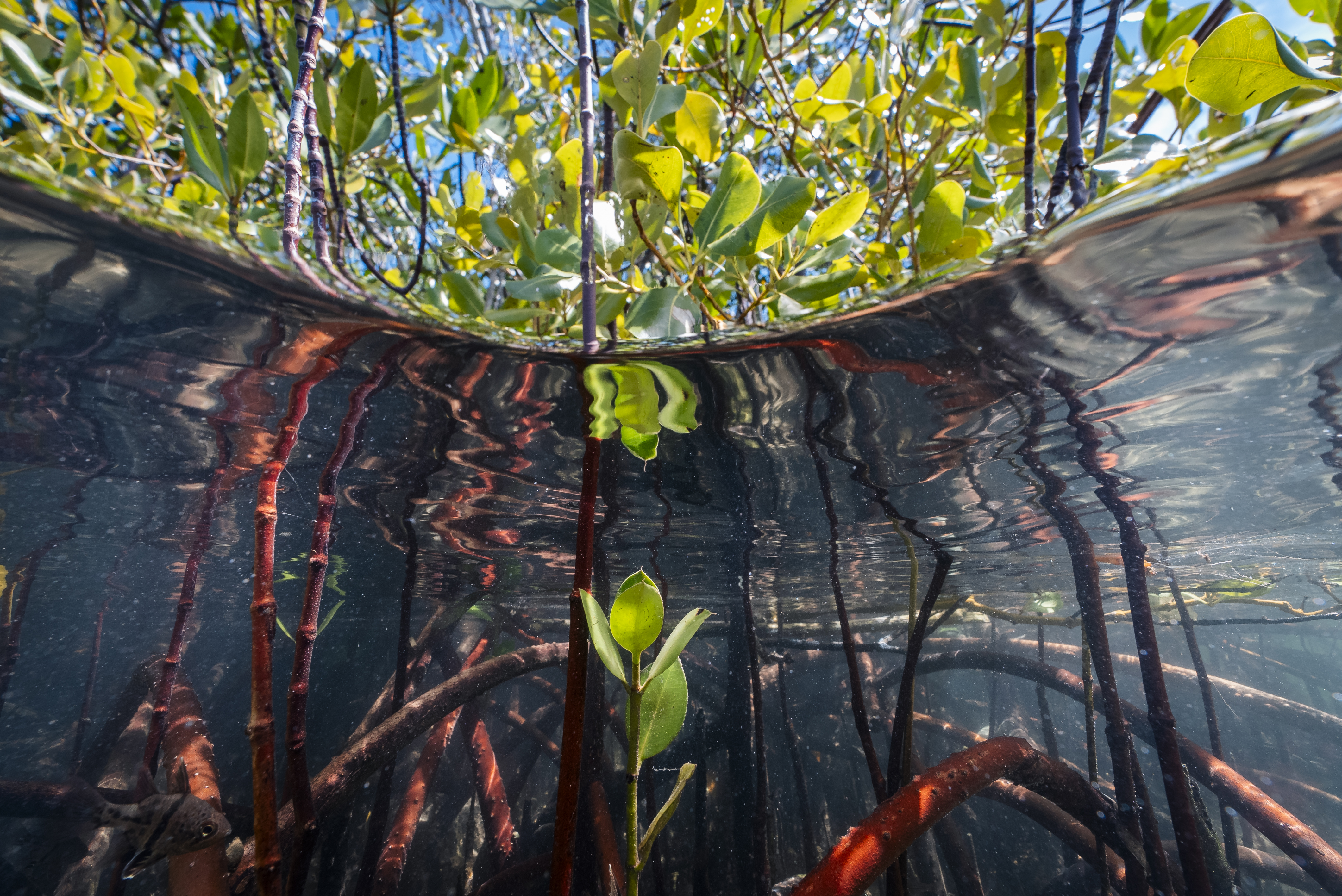 Malizia Mangrove Park Philippines