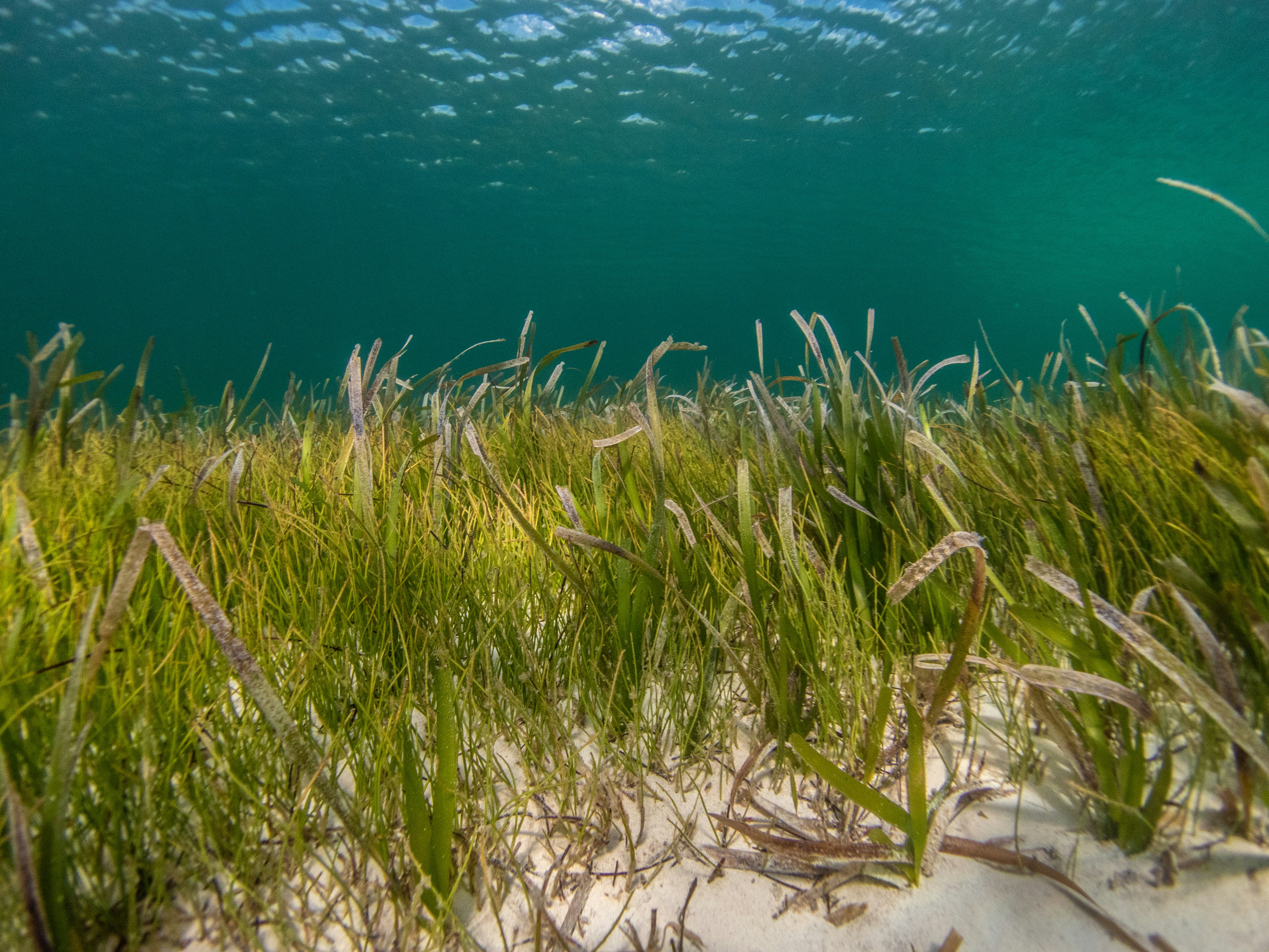 Seagrass meadow