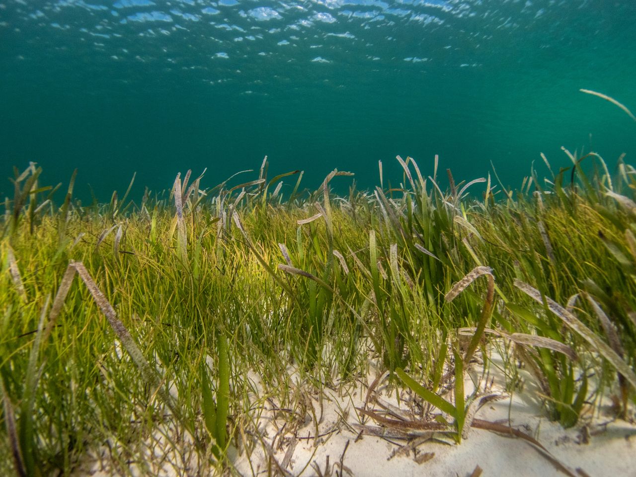Seagrass meadow