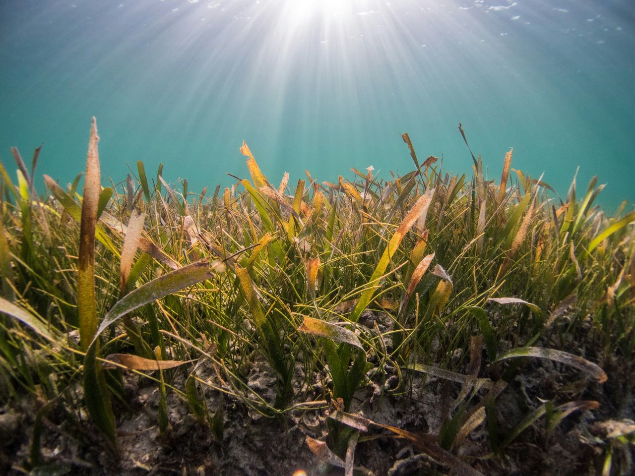 The researchers are studying seagrass meadows and their resilience