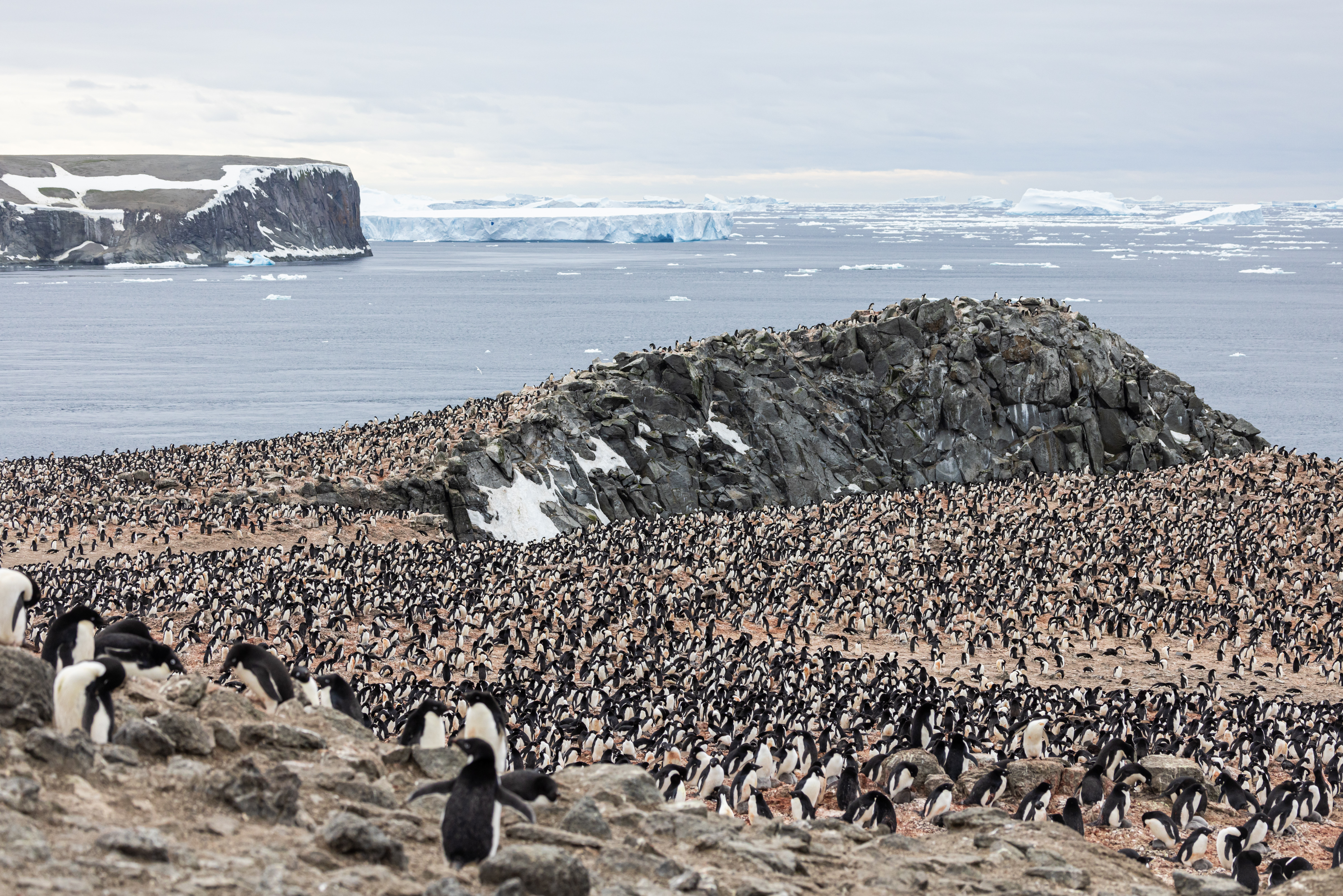 Adelie penguins cover a large amount of the Danger Islands during breeding season and are subject of the study that will be conducted onboard Malizia Explorer