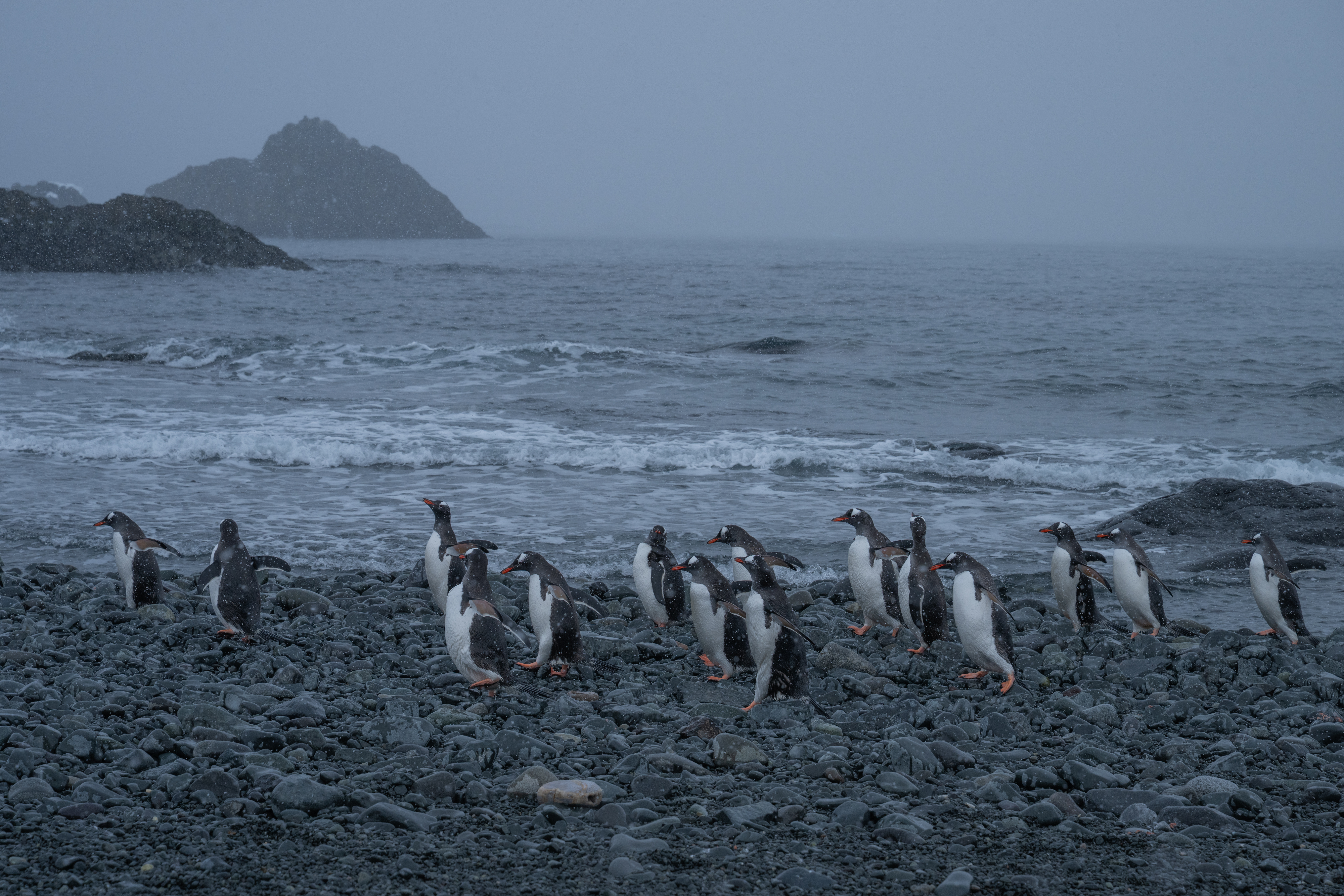 Penguins on the Danger Islands.