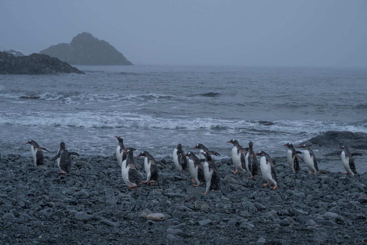Penguins on the Danger Islands.