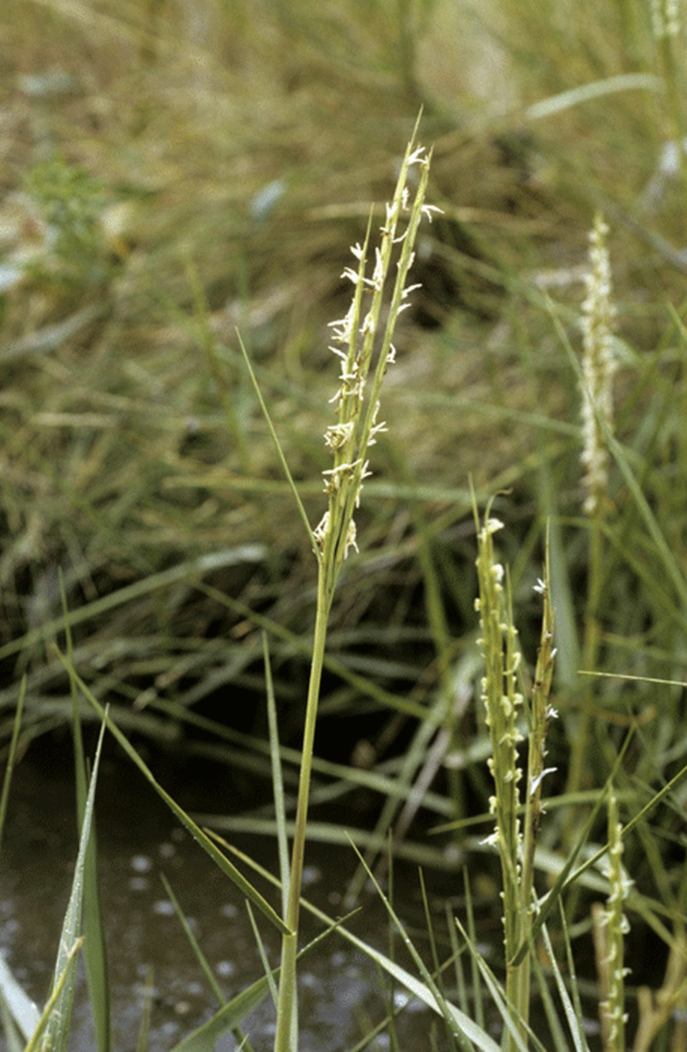 Spartina anglica grows abundantly in salt marshes.