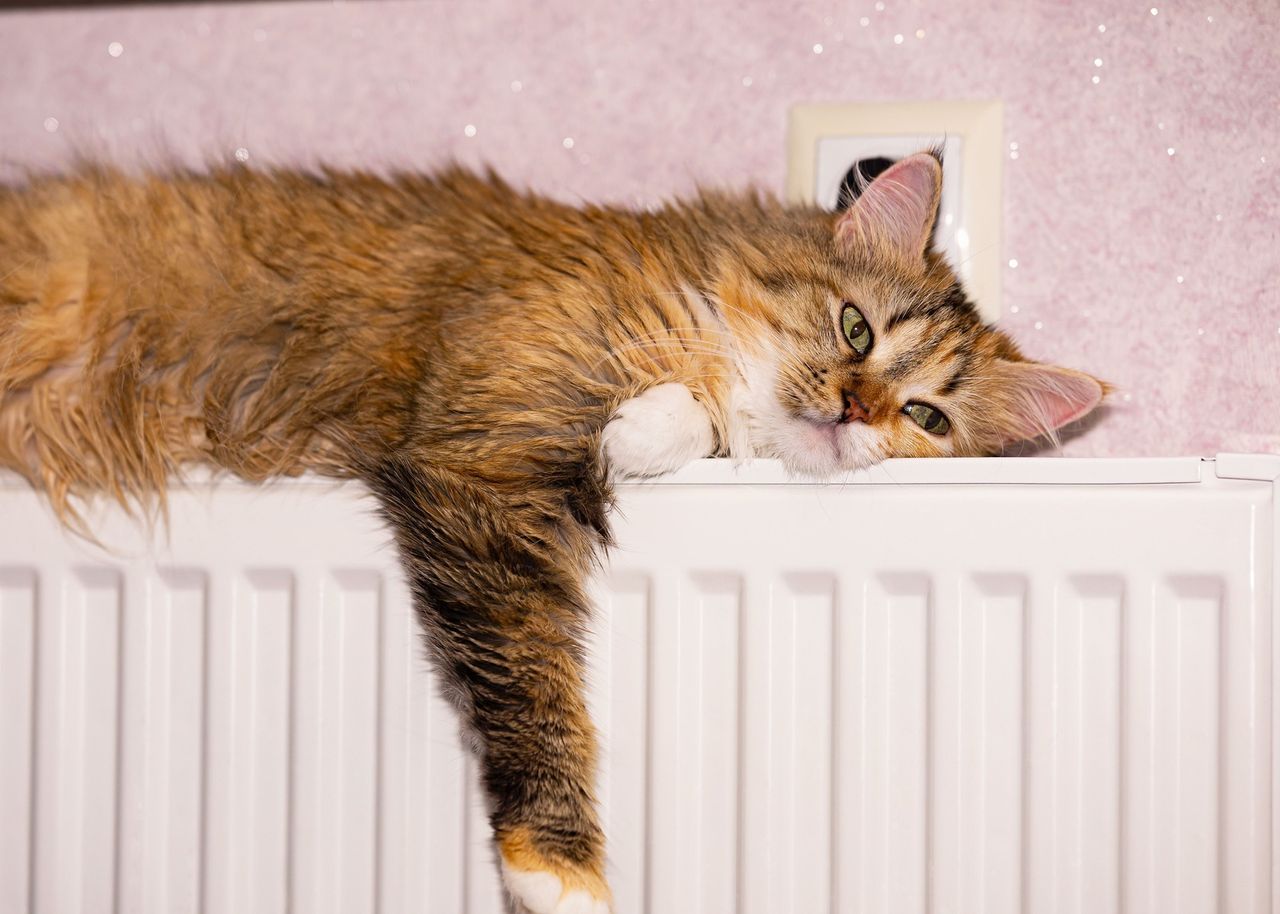 Eine Katze liegt auf einer Heizung