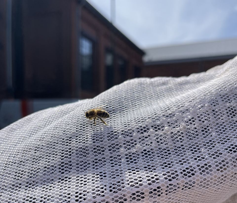 Eine Biene sitzt auf dem Arm des Imkers
