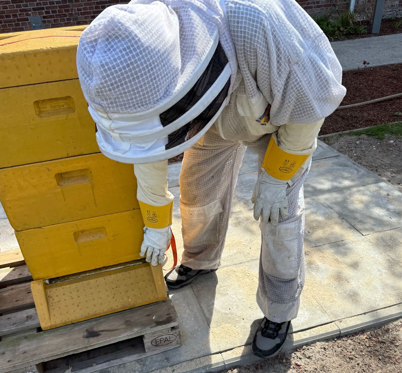 Der Imker öffnet den einen Bienenstock