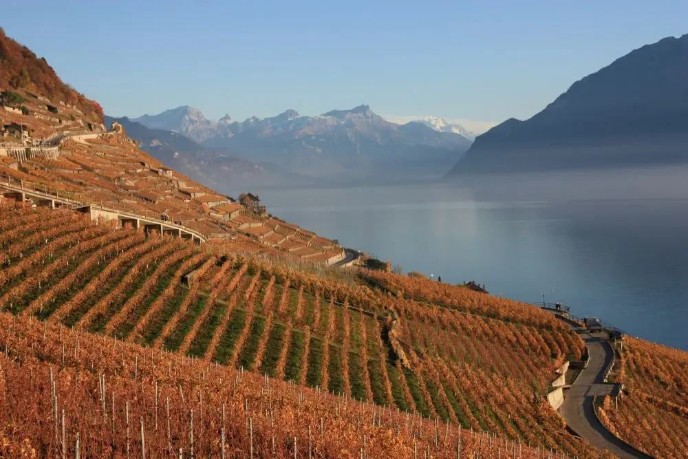 Vineyard Switzerland