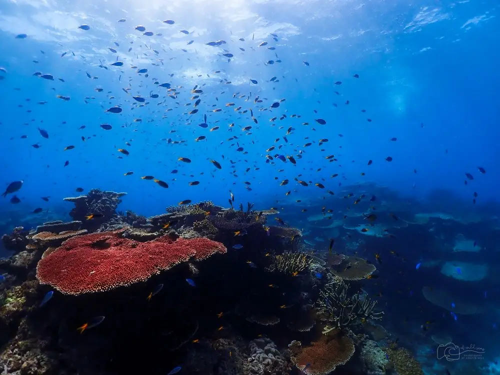 Great Barrier Reef Australia