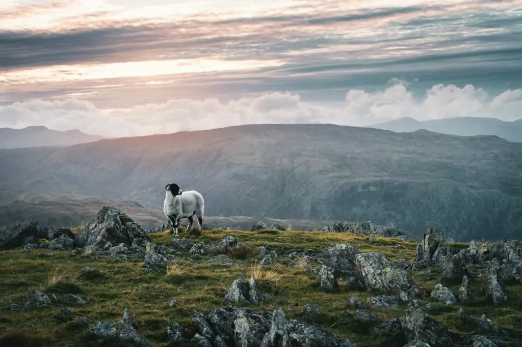 Ein Schaf steht auf felsigem Untergrund und im Hintergrund sieht man Berge.