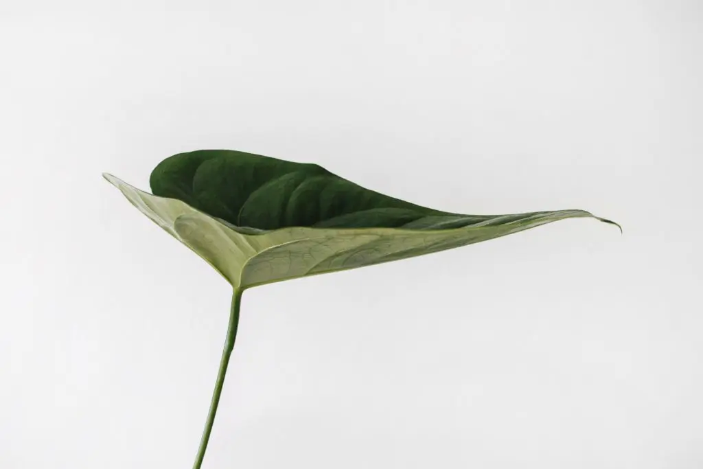 Sarah Dorweiler 9z1krifpbtm Unsplash 1024x683