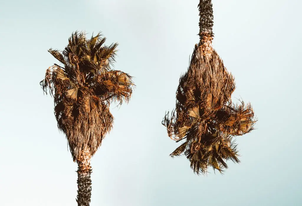 Different Perspectives Tree 1024x698