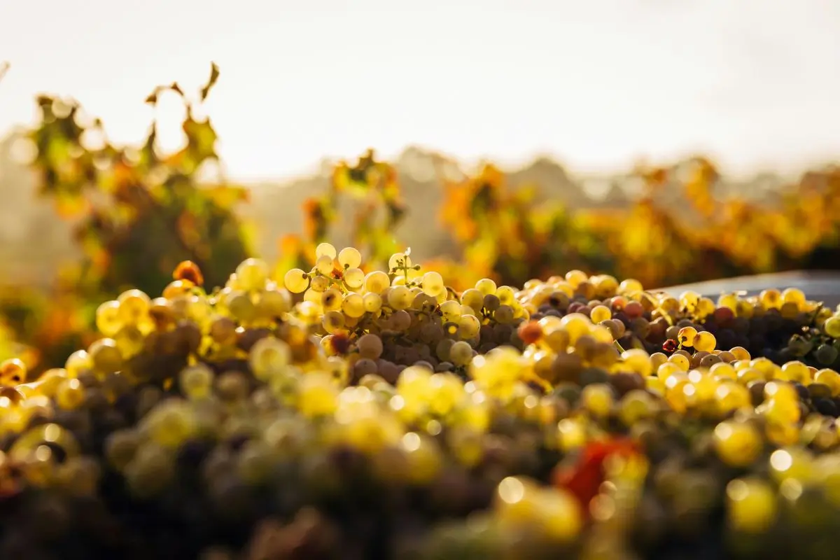 Barossa Valley Australia