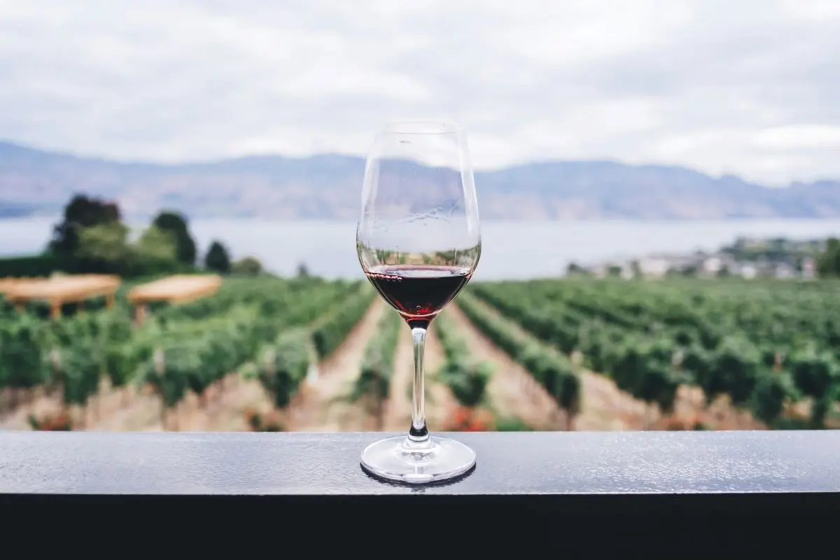 Wine Fields Okanagan Valley Canada