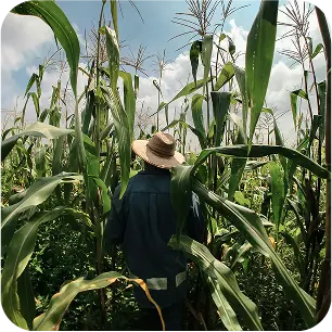 Fieldin Img