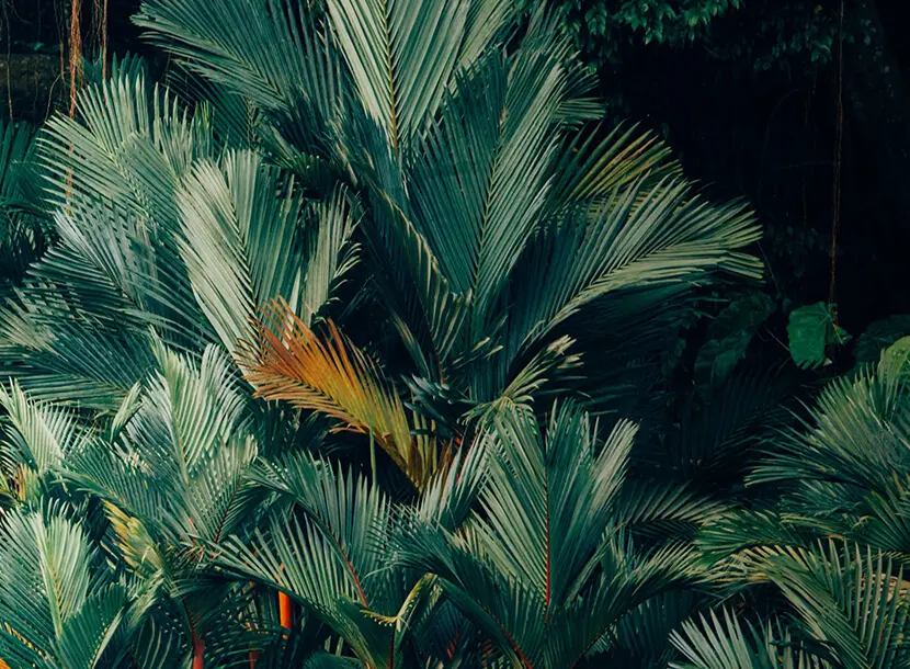 Greenperk Header Bg