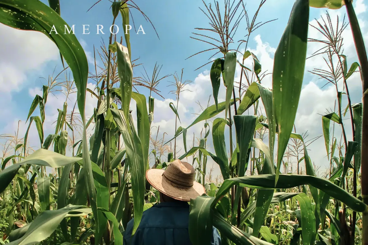 Case Study Ameropa