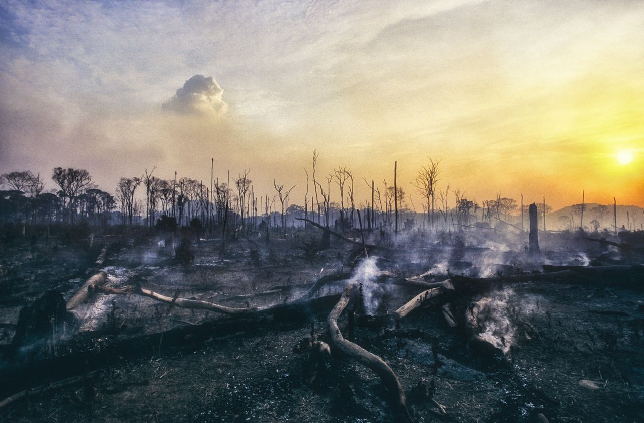Everything you need to know about the EU Deforestationfree Regulation
