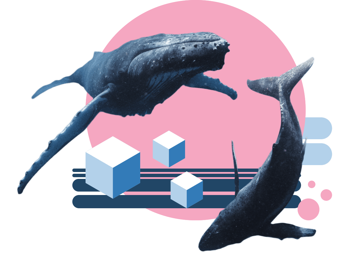 swarm-whale-circle-2x