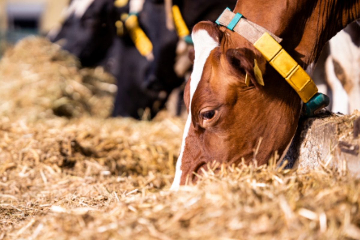 Maximize Dairy Production and TMR Stability with FreshControl.