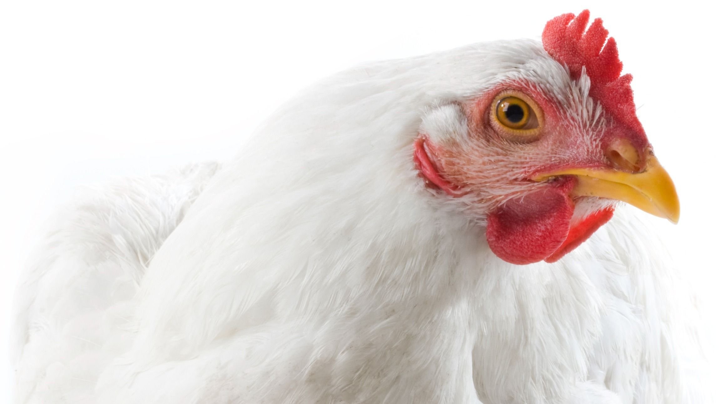 Poultry Profitability: 5 Keys for Enhancing Feed Efficiency