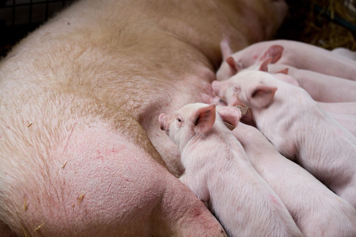 Feeding Reduces Suckling Piglet Losses - Biochem