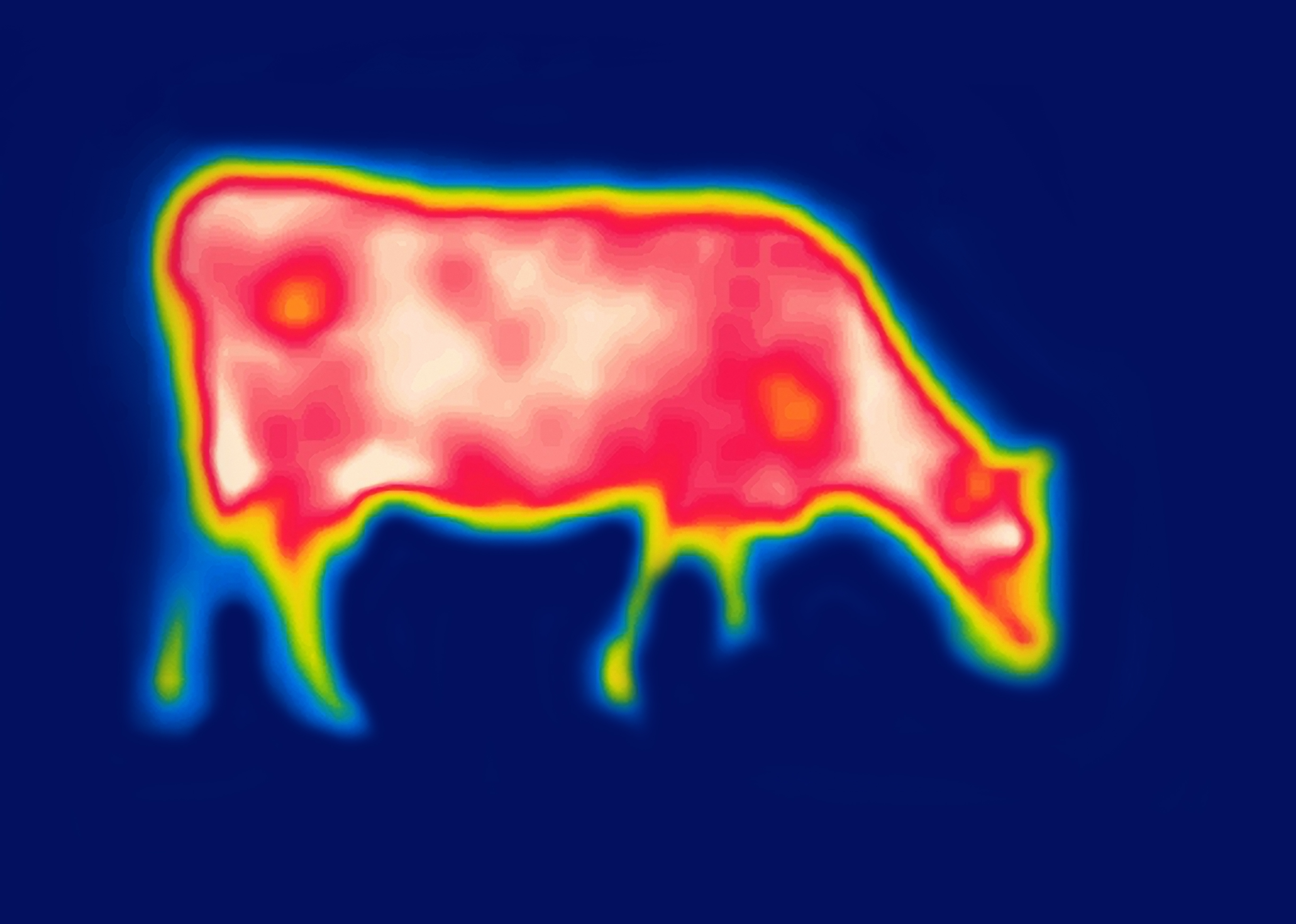 Cows’ Thermal Superpowers: The Heat, the Stress, the Solutions