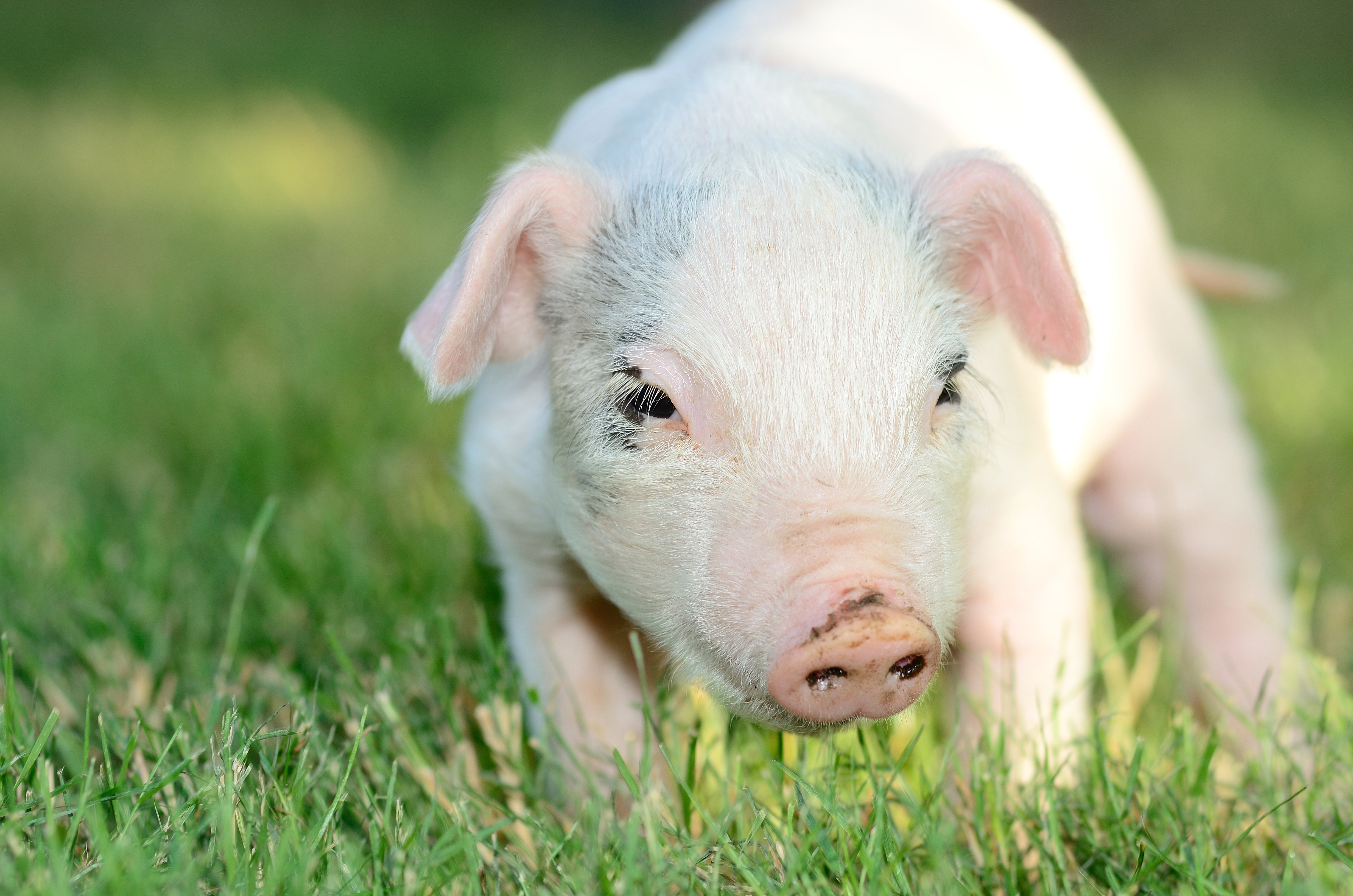 The Launch of Bimulac® Weaner, Synbiotic for Weaner Pigs - Biochem