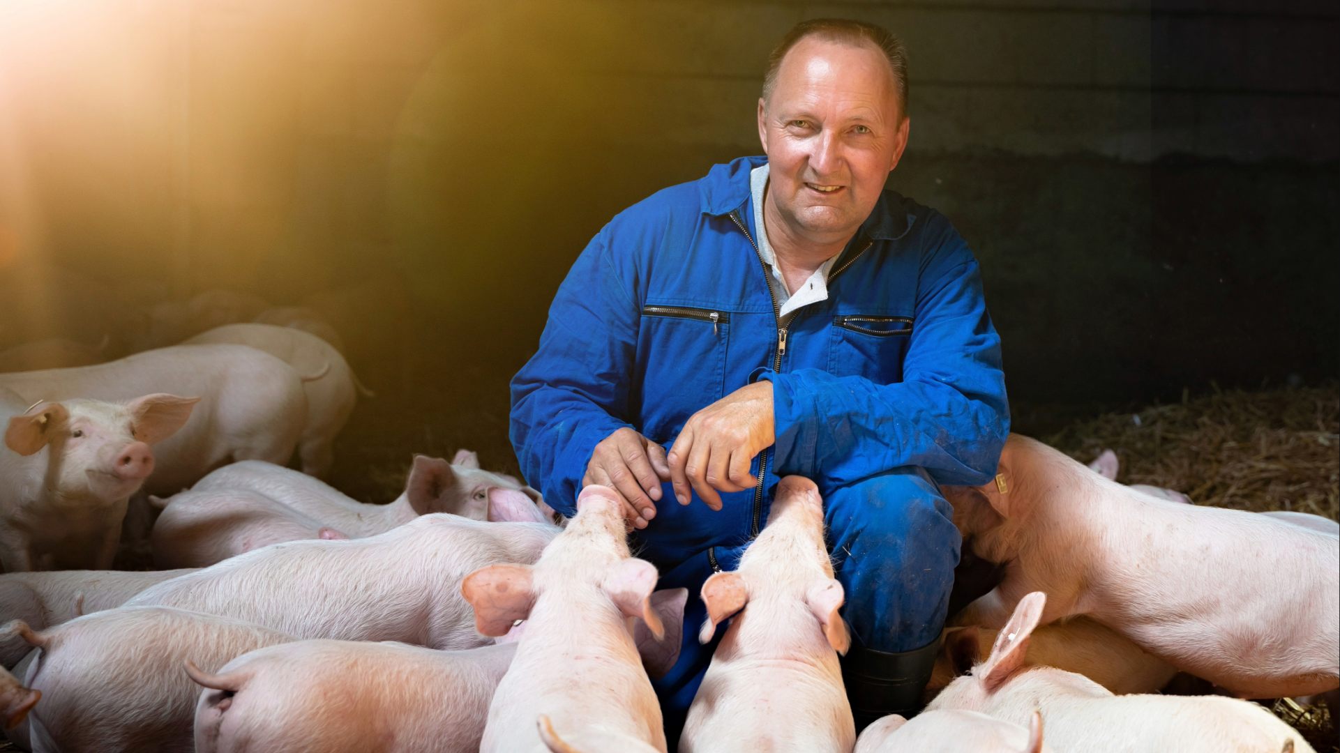 Swine - Animal Specie - Biochem