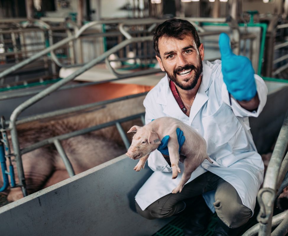 The Importance of Colostrum Intake in Piglets and the Supplementation