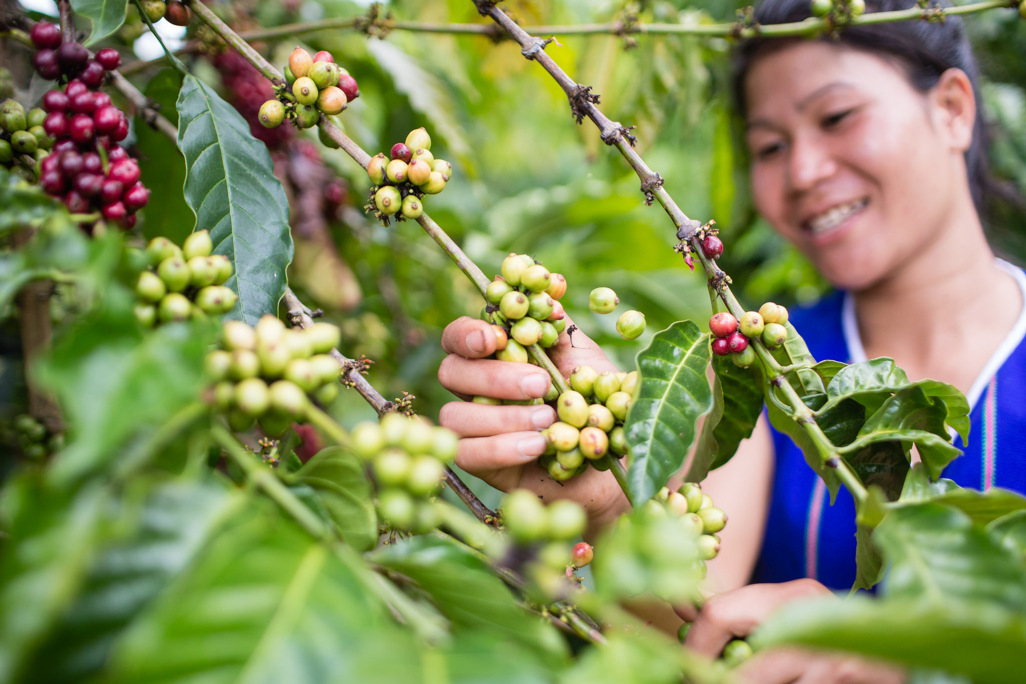 The Climate Resilient Coffee Farming Project SNV