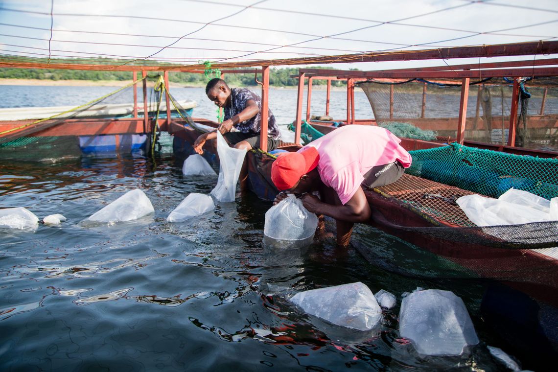 business plan for fish farming in zambia