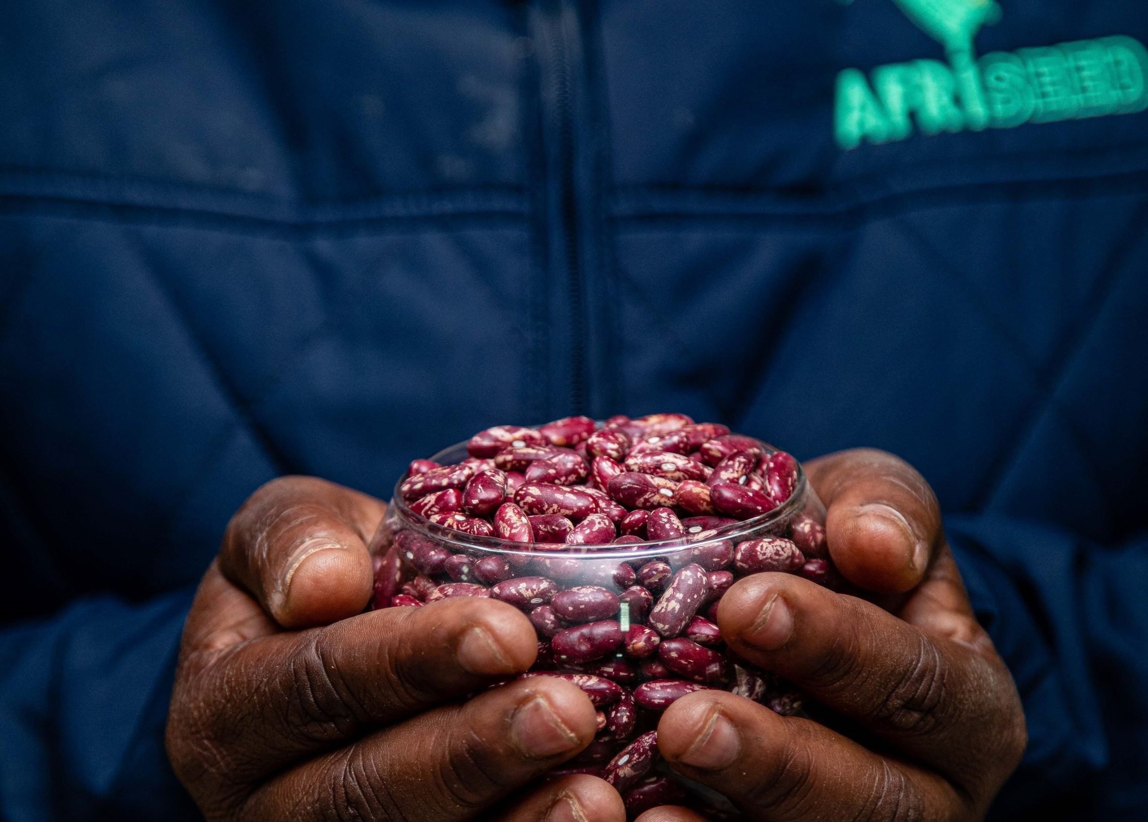Mbereshi beans in Zambia transform smallholder farming SNV