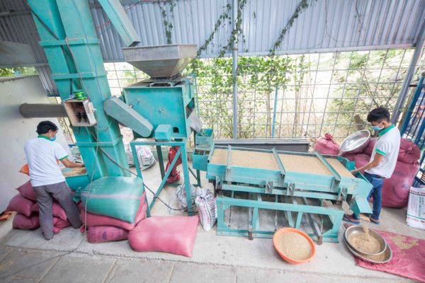 Grain Sorter