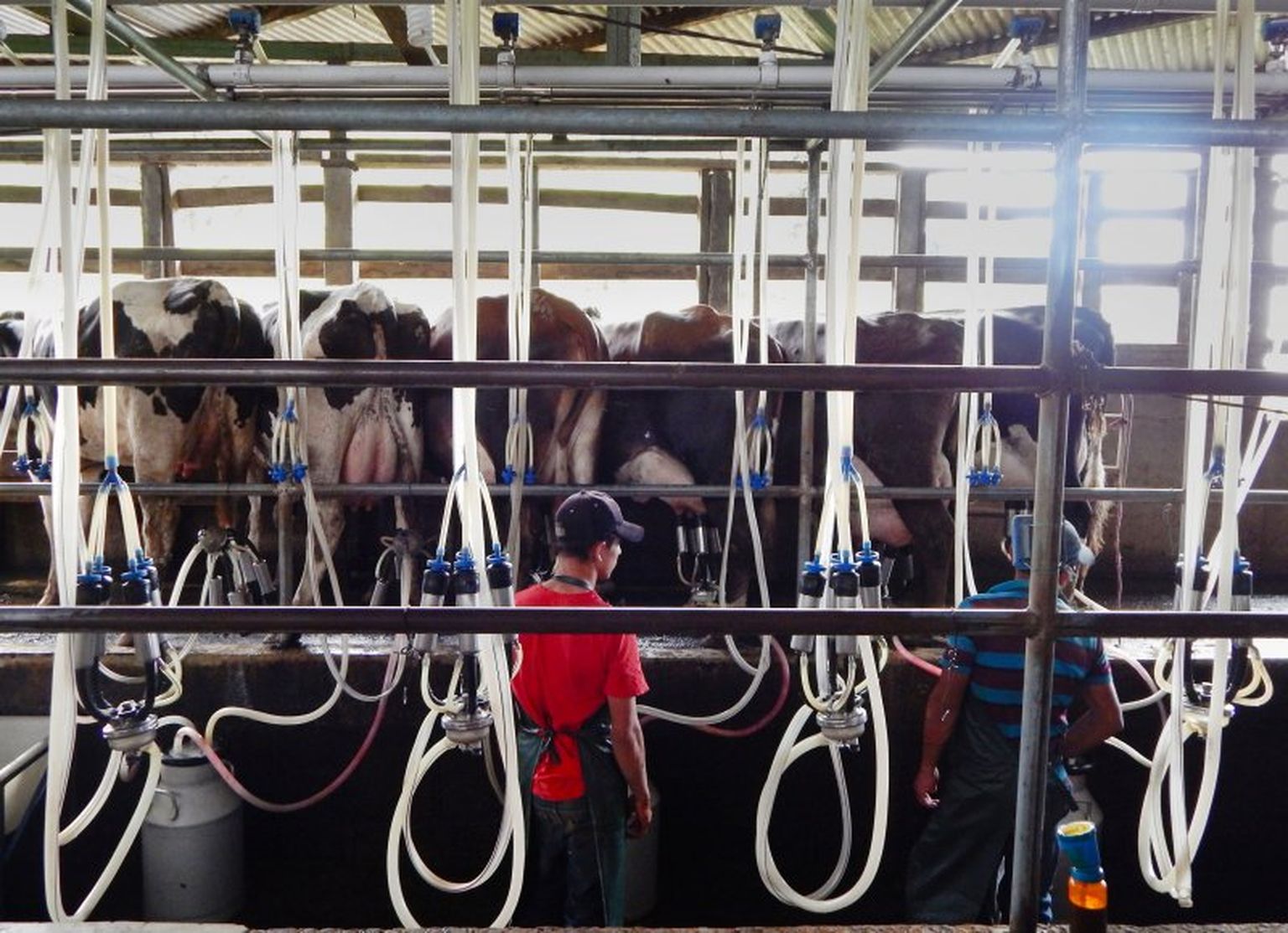 Biogas fueled milking machines