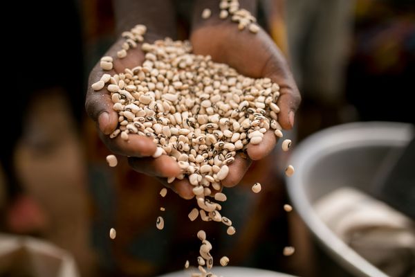 PRESS RELEASE: Approval to implement a Climate & Food Security programme in Kenya, Tanzania and Uganda