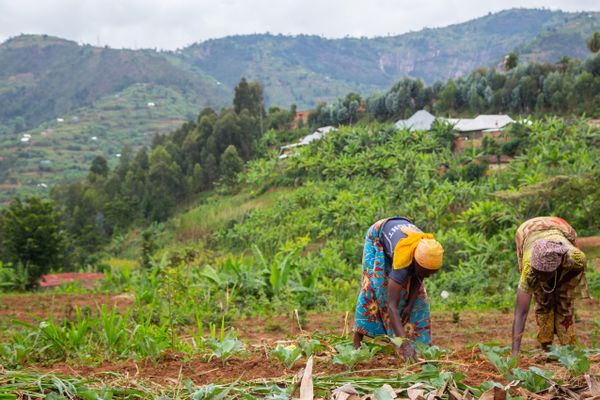 Farmers in East Africa are prioritising climate action in food systems ...