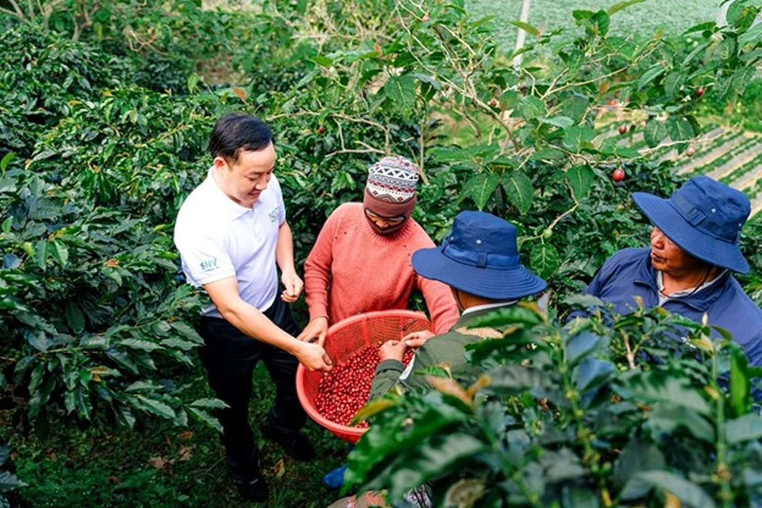 Coffee Agroforestry and Forest Enhancement for REDD+ (CAFÉ-REDD) | SNV