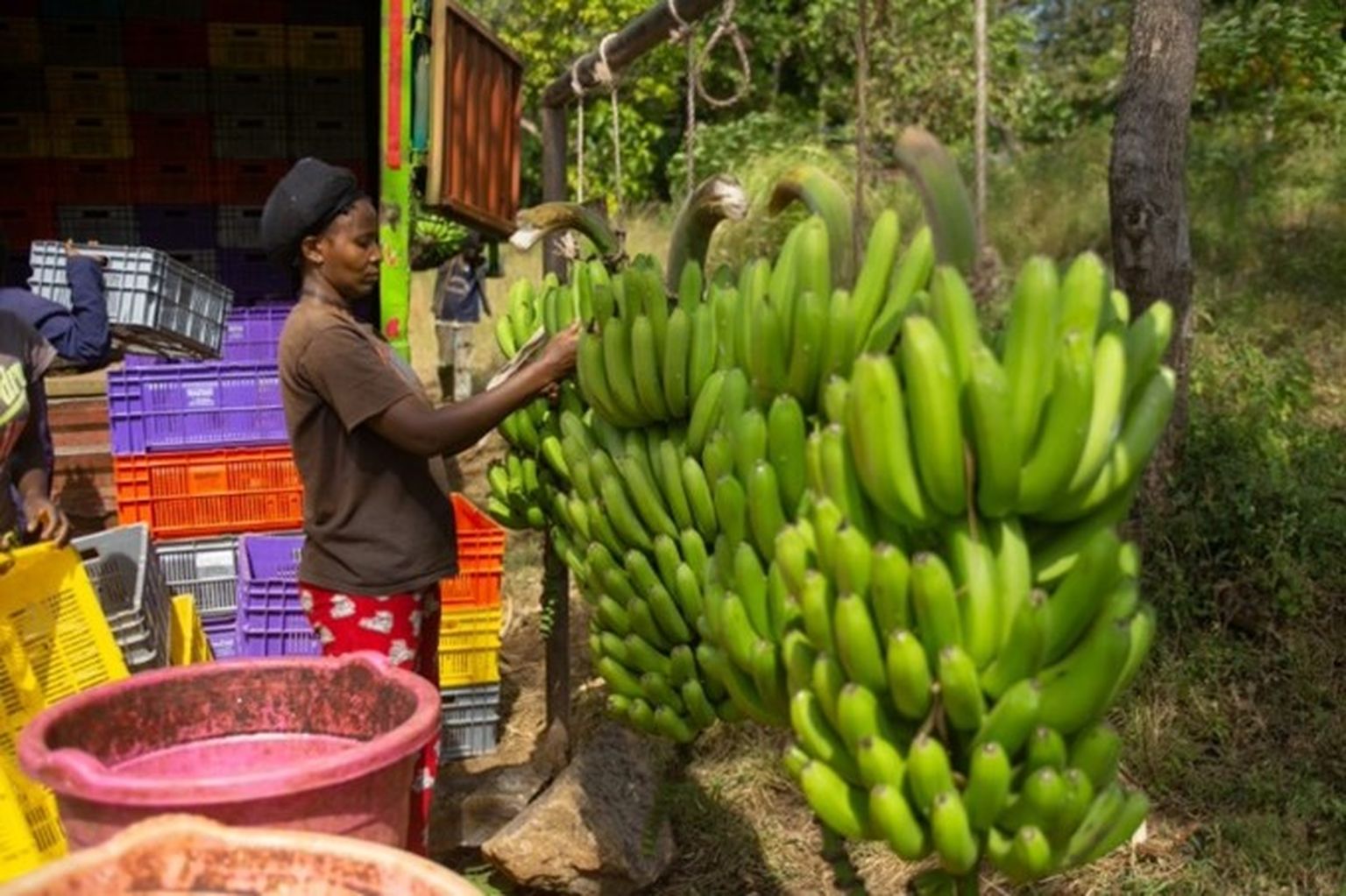 Sokofresh SokoFresh boosts the banana value chain in Meru County. | SNV