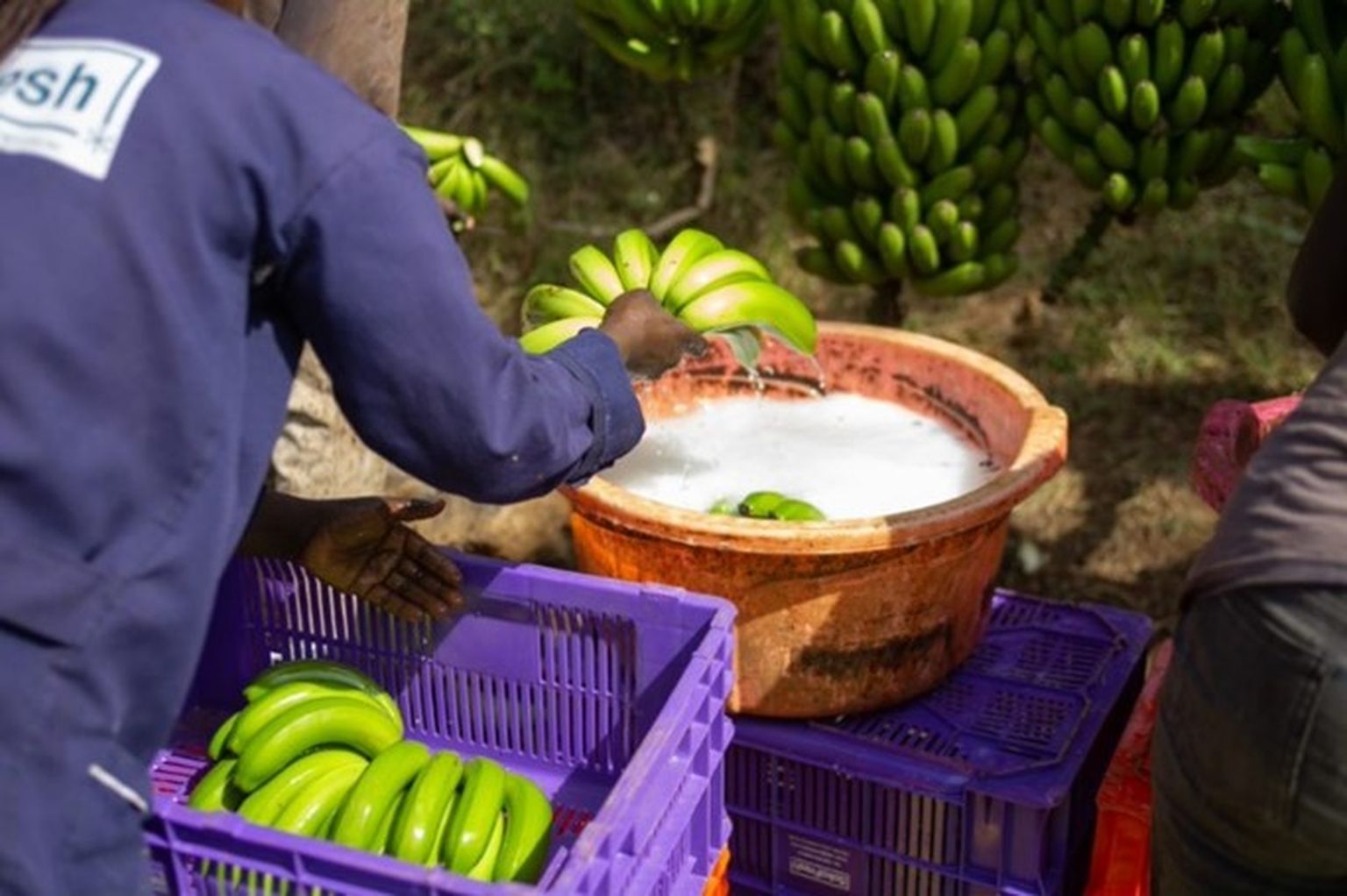 Sokofresh SokoFresh boosts the banana value chain in Meru County. | SNV