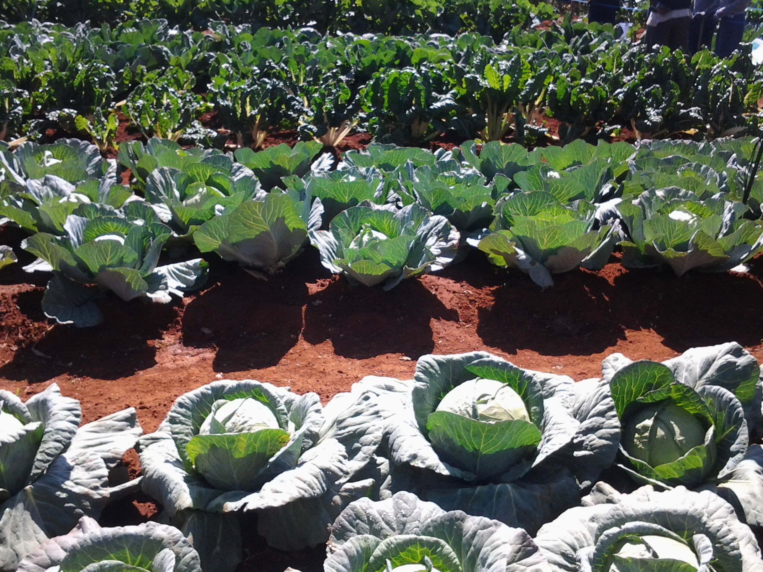 Kenya Market-led Horticulture Programme (HortIMPACT) | SNV
