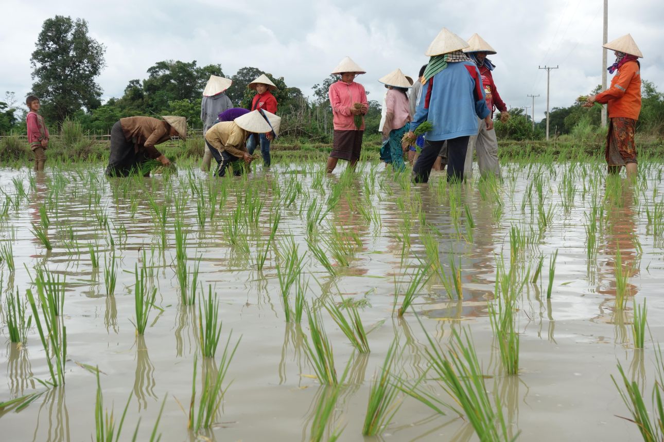 Enhancing Milled Rice Production in Vilabouly (EMRIP-V I & II) | SNV