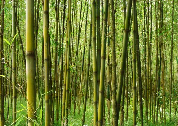 Bamboo
