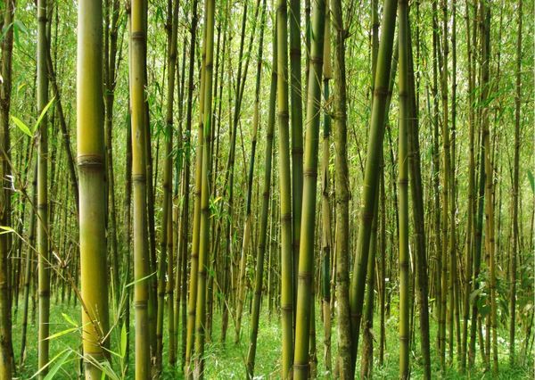 DFCD supporting sustainable bamboo production in Ethiopia | SNV