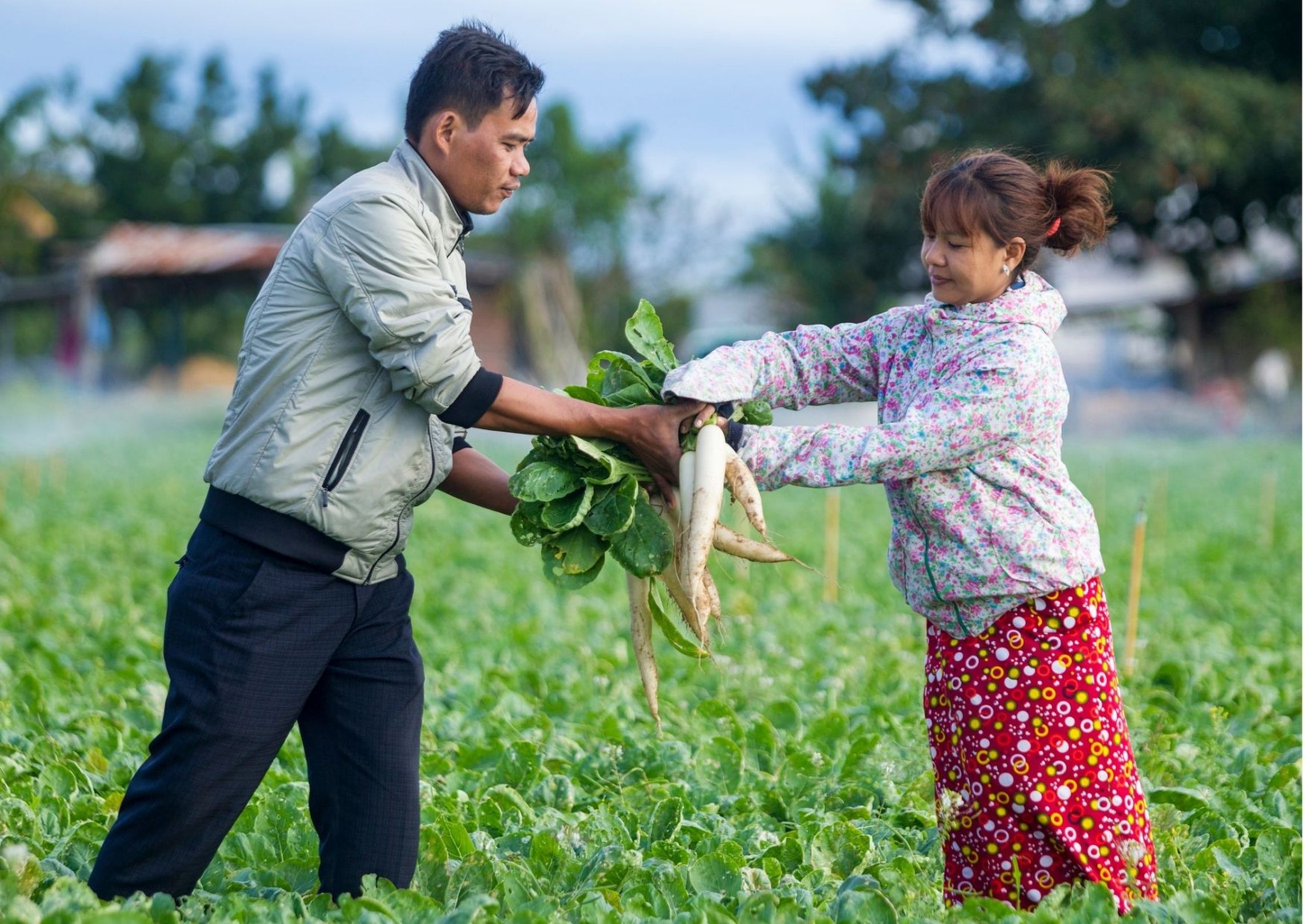 Vietnam crop growth