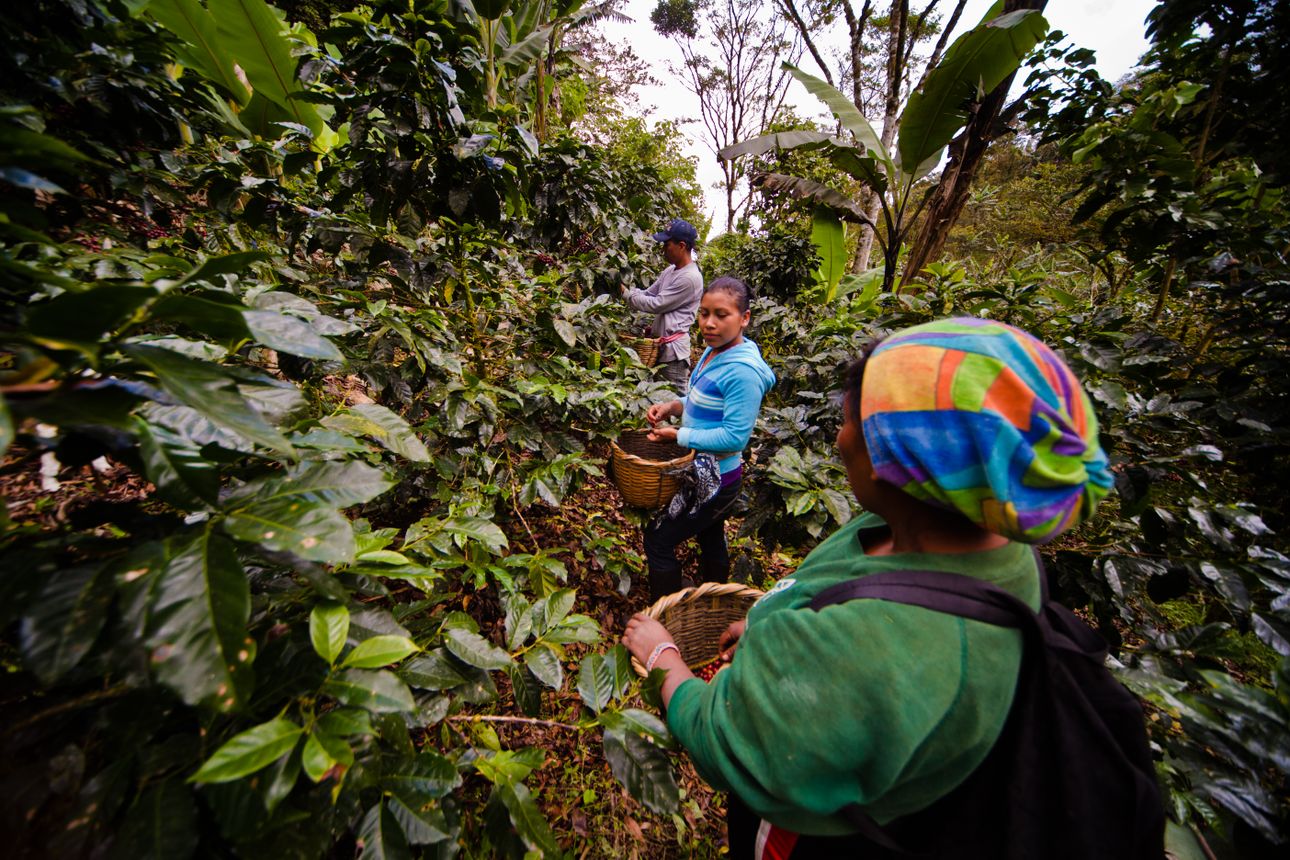 BREEDCAFS Coffee for Agroforestry Systems Nicaragua | SNV